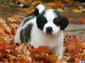 Saint Bernard